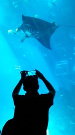 Silhouette of fish in aquarium