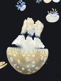 Close-up of jellyfish against black background