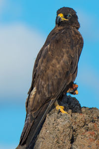 Close-up of a hawk perching on rock