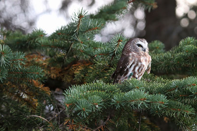 A norther saw whet owl in a spruce tree