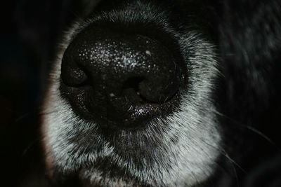 Close-up of dog