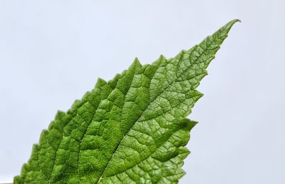 Close-up of fern leaves against sky