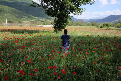 Rear view of man standing on poppy field against tree