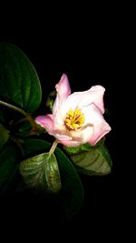Close-up of pink flower