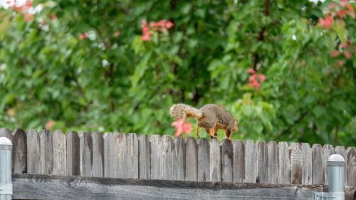 Close-up of bird perching on wooden fence