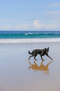 View of a dog on beach