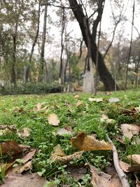 Surface level of mushroom growing on field