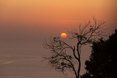 Silhouette bare tree against orange sky