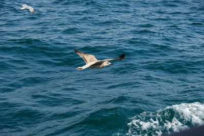 Bird flying over sea