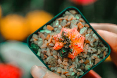 Close-up of person holding vegetables