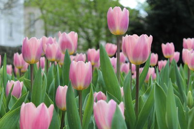 Close-up of pink tulips in field