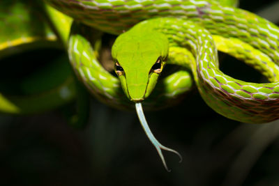 Close-up of lizard on leaf