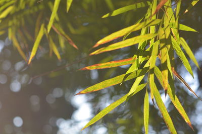 Close-up of leaves on branch during sunny day