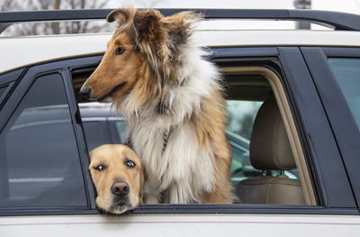 Dog in car