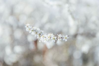 Close-up of white flowers on branch