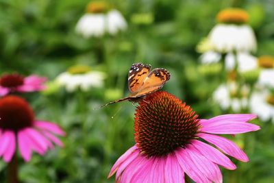 Close-up of butterfly pollinating on pink flower