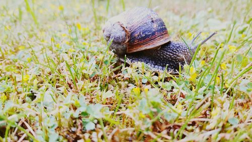 Surface level of snail on grass