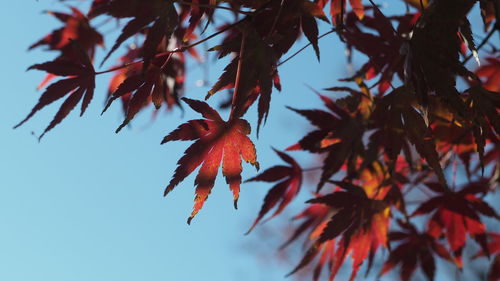 Low angle view of maple tree against sky