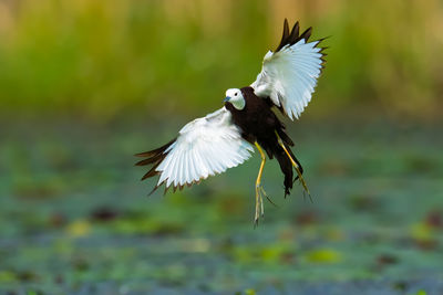 Close-up of bird flying over field