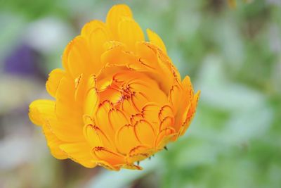 Close-up of orange flower blooming outdoors