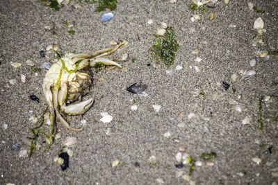 High angle view of crab on sand