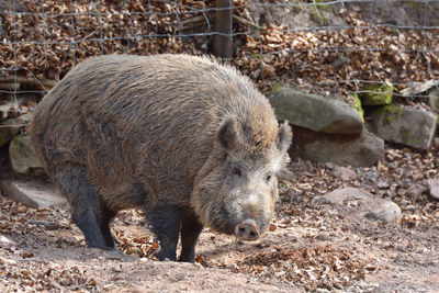 Big boar wildlife