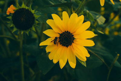 Close-up of bee pollinating on yellow flower