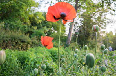 Close-up of poppy blooming on field