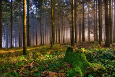 Landscape view of an autumn forest