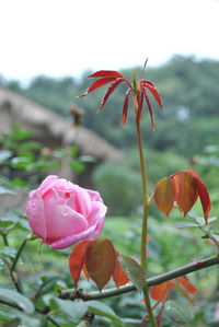 Close-up of pink flowers blooming outdoors