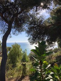 Trees by sea against sky