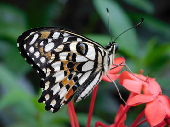 Close-up of butterfly pollinating on flower