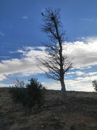 Bare tree on field against sky