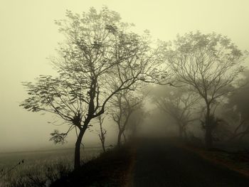 Trees on field against sky during foggy weather