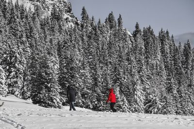 Person walking on snow covered tree