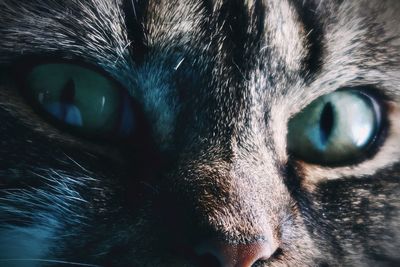 Close-up portrait of a cat