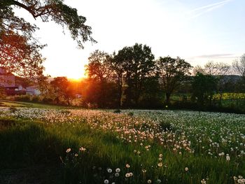 Scenic view of field against sky during sunset