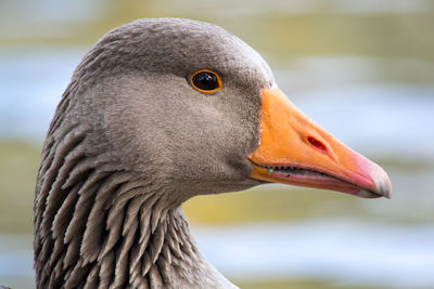 Close-up of duck