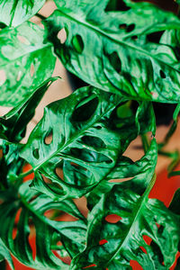 Full frame shot of green leaves