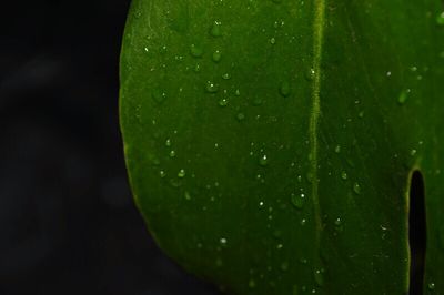 Close-up of water drops on leaf