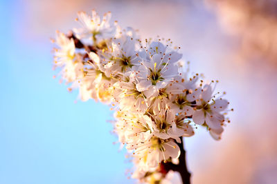 Close-up of cherry blossom against sky