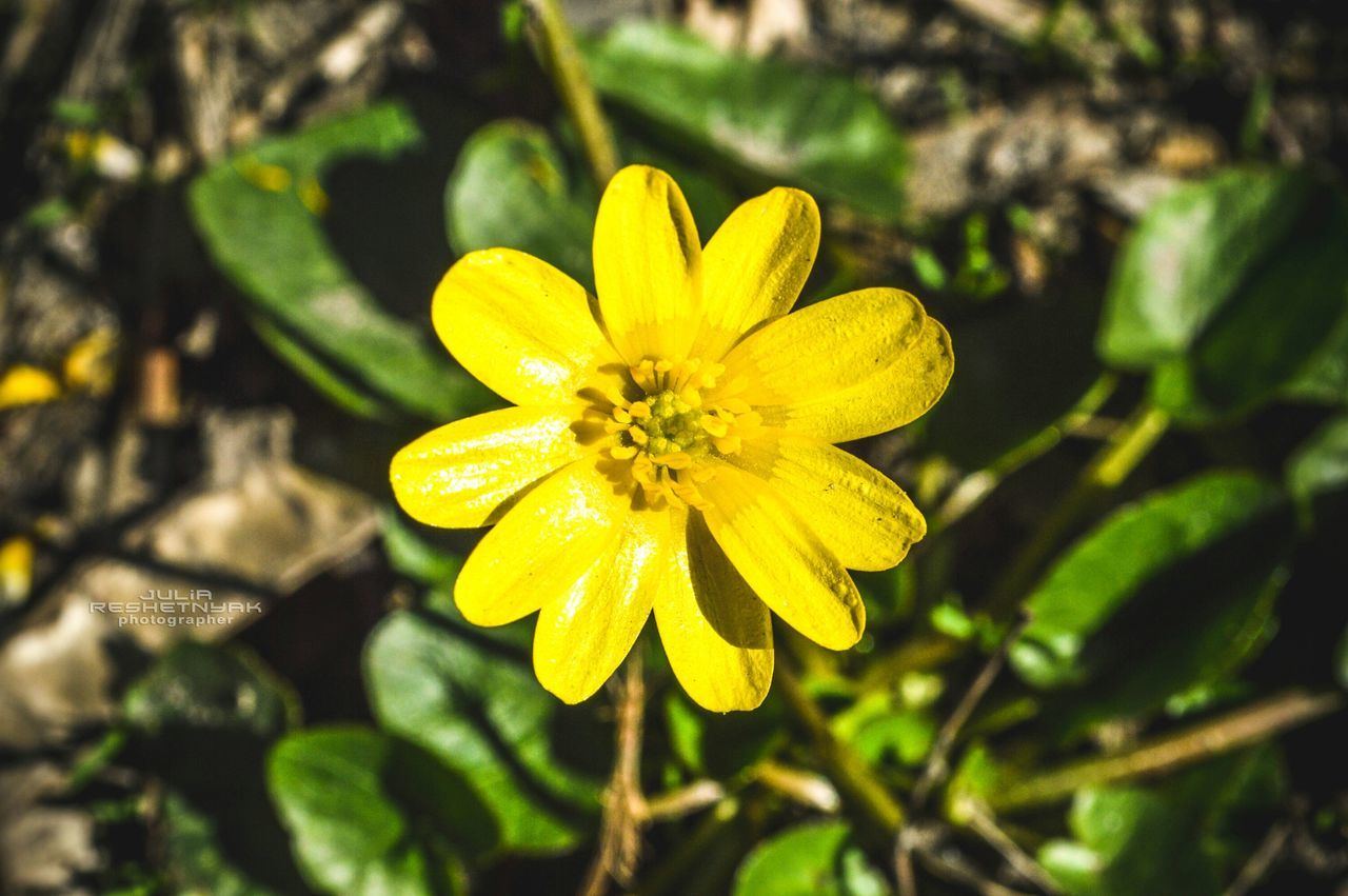flower, petal, yellow, freshness, fragility, flower head, close-up, growth, beauty in nature, focus on foreground, single flower, drop, blooming, nature, wet, water, pollen, plant, in bloom, day