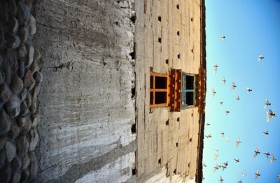 Directly below shot of birds flying over residential building