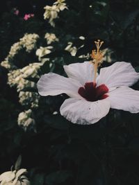 Close-up of hibiscus blooming outdoors