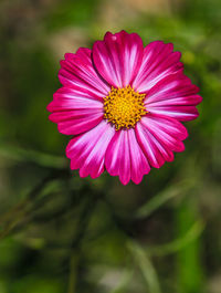 Close-up of pink flower