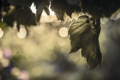 Close-up of wilted plant