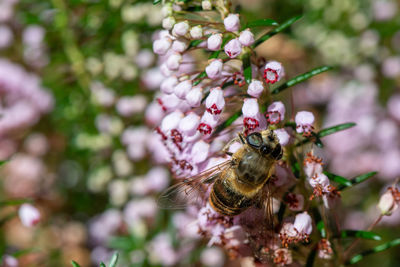 Macro shot of a hoverfly pollinating heather flowers
