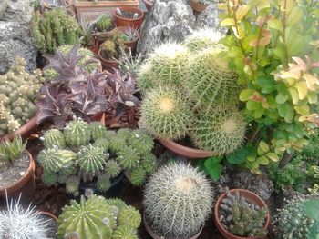 High angle view of succulent plants