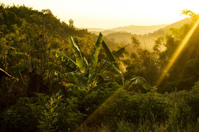 Plants on field against sky during sunset