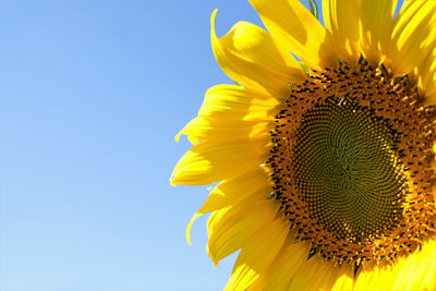 Close-up of sunflower against clear blue sky